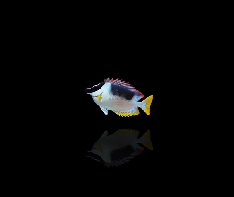 Siganus Magnificus